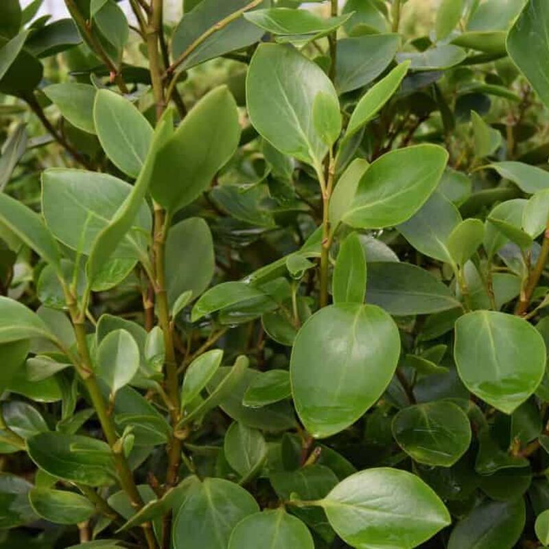 Griselinia littoralis 125-150 cm